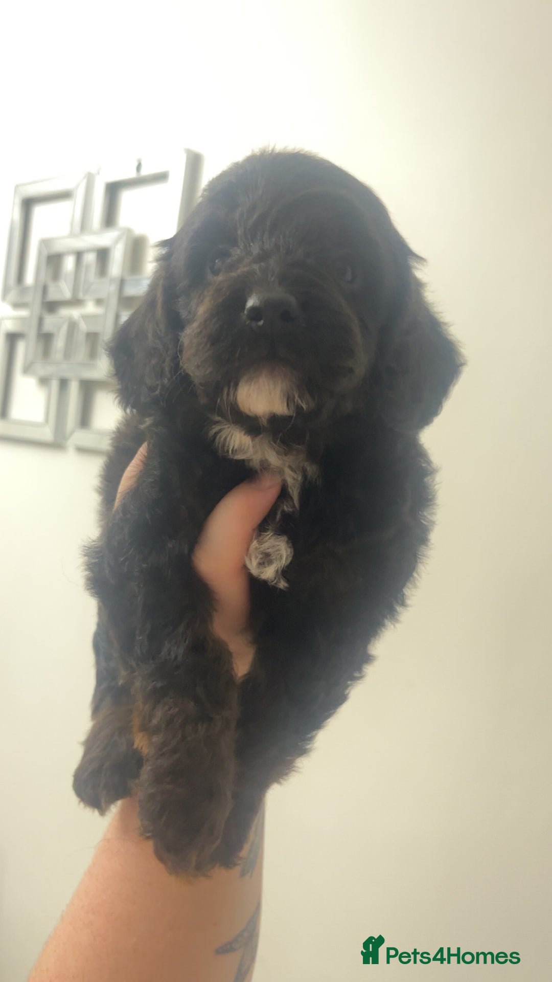 Cockapoo dogs for sale: Health tested cockapoo puppies for sale - Image 15