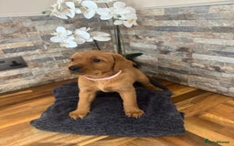 Labrador Retriever dogs for sale: Red Labrador puppies  - Image 8