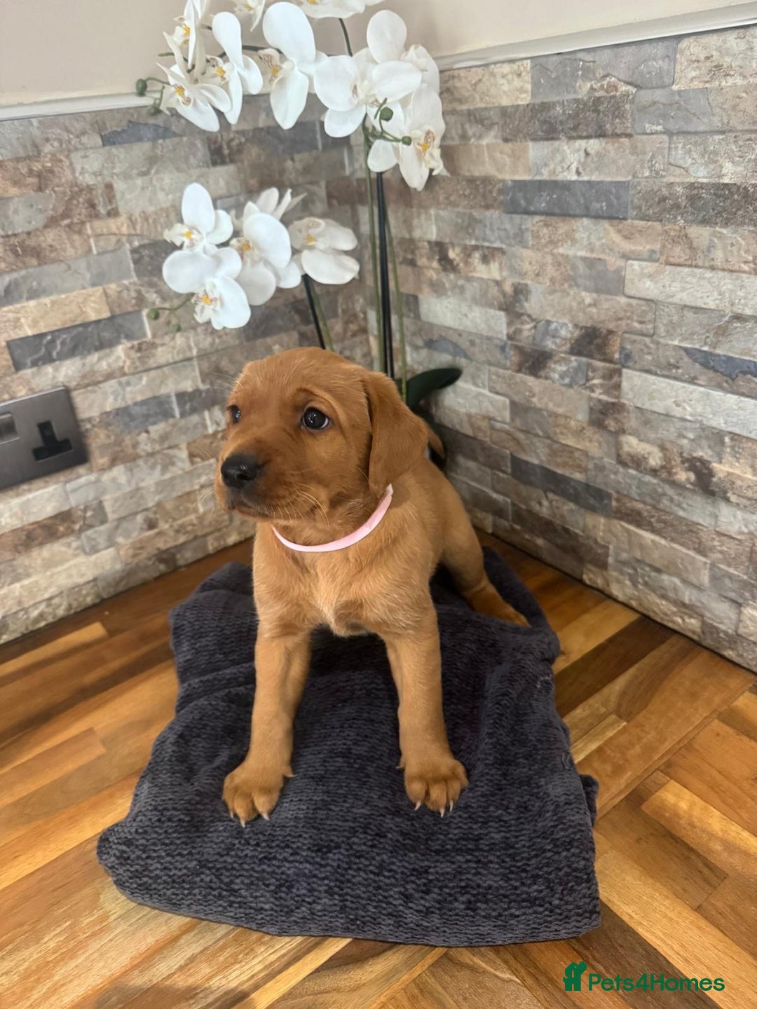 Labrador Retriever dogs for sale: Red Labrador puppies  - Image 8