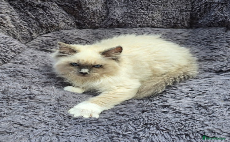 Ragdoll cats - Advert 5