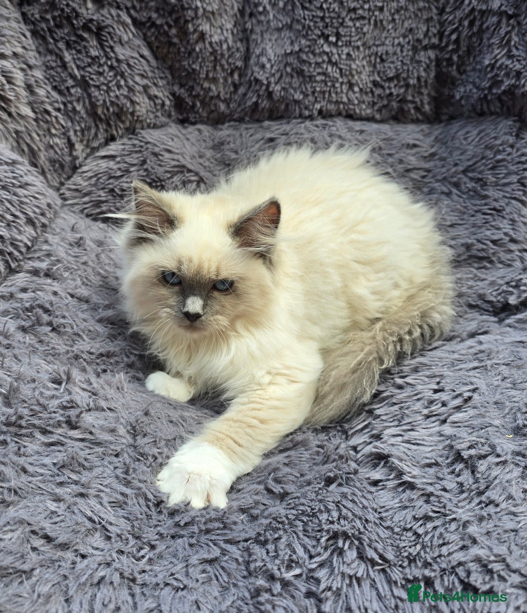 Ragdoll cats for sale: GCCF registered Ragdoll kittens  - Image 1
