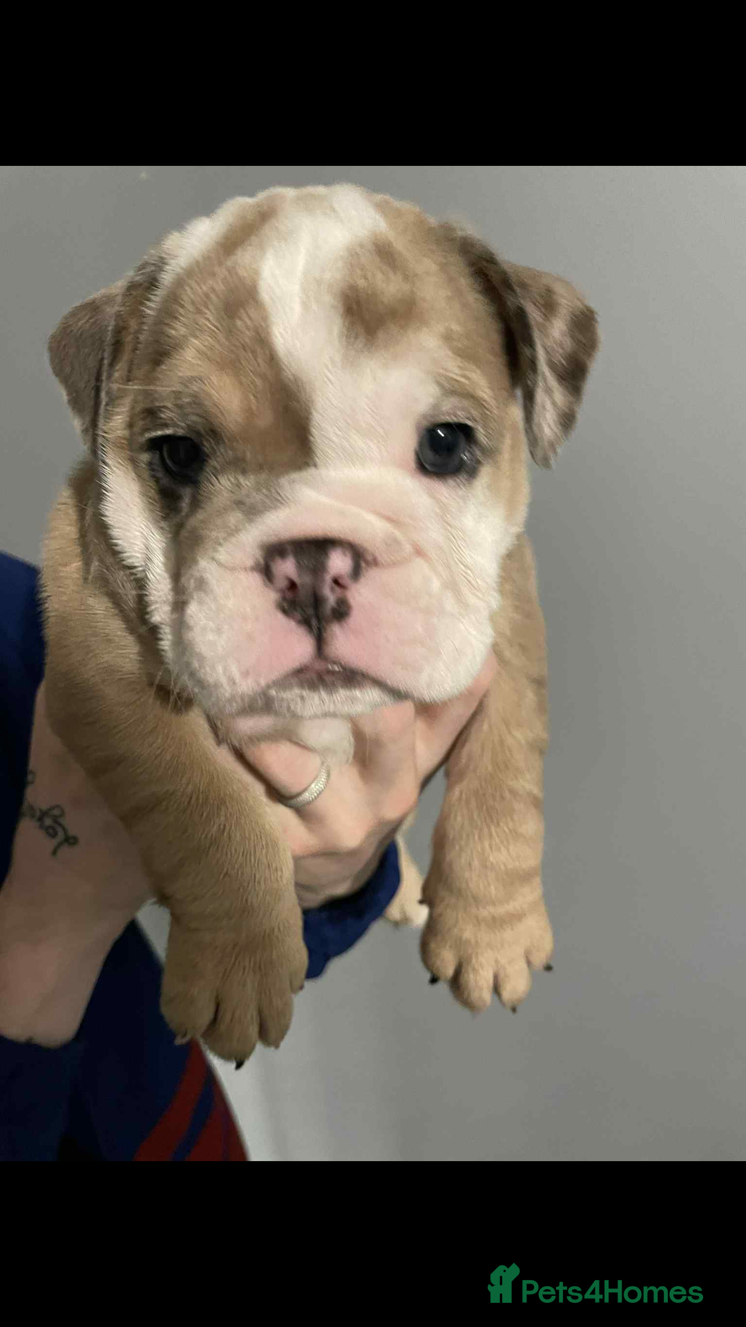 English Bulldog dogs for sale: DWKC STUNNING ENGLISH BULLDOGS. - Image 17