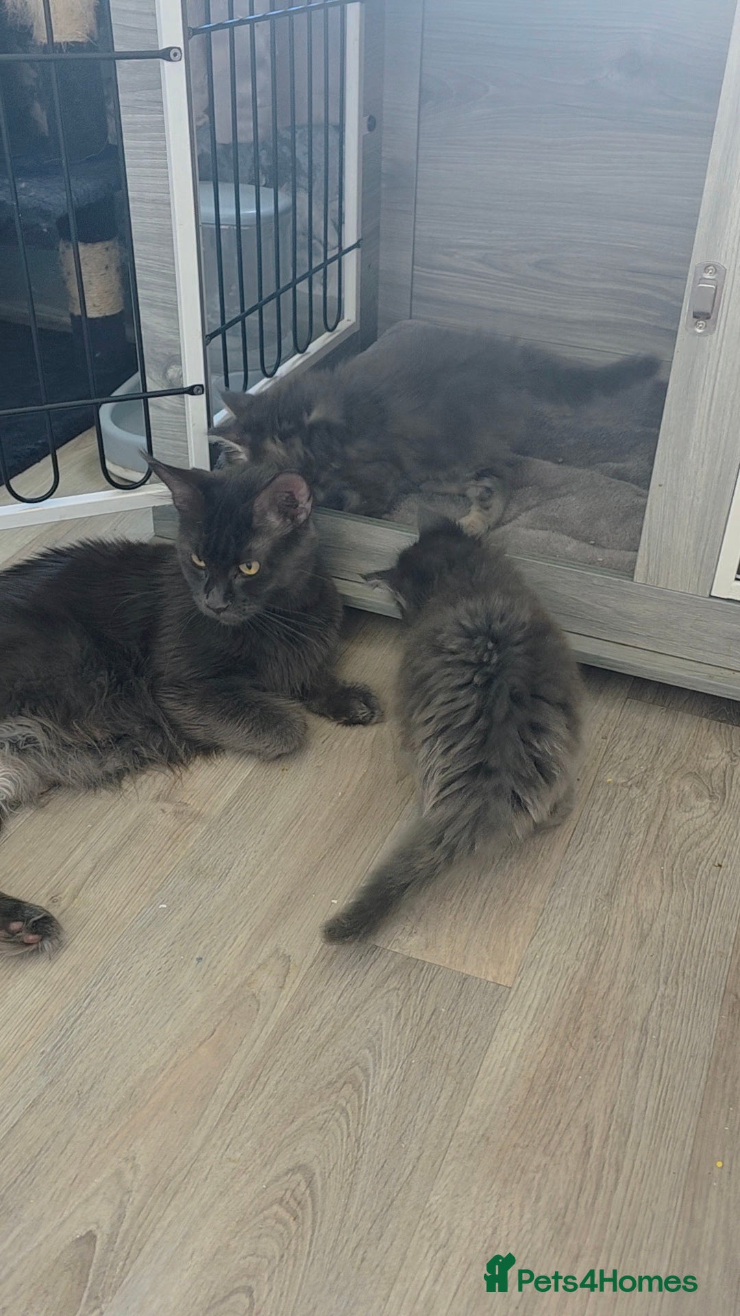 Maine Coon cats for sale: TICA REGISTERED STUNNING MAINE COON KITTENS  in Blackpool - Image 26