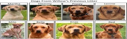 Labrador Retriever dogs for sale: Stunning Red/Golden Labs-KC Reg, Health Checked - Advert 11