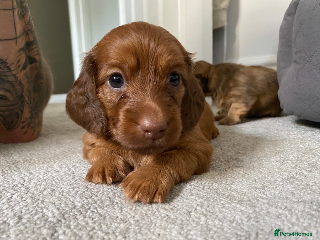 Miniature Dachshund dogs for sale: Gorgeous Long Haired Miniature Dachshund puppies!  - Image 4