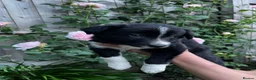 Border Collie dogs for sale: Border collie puppies - Advert 15