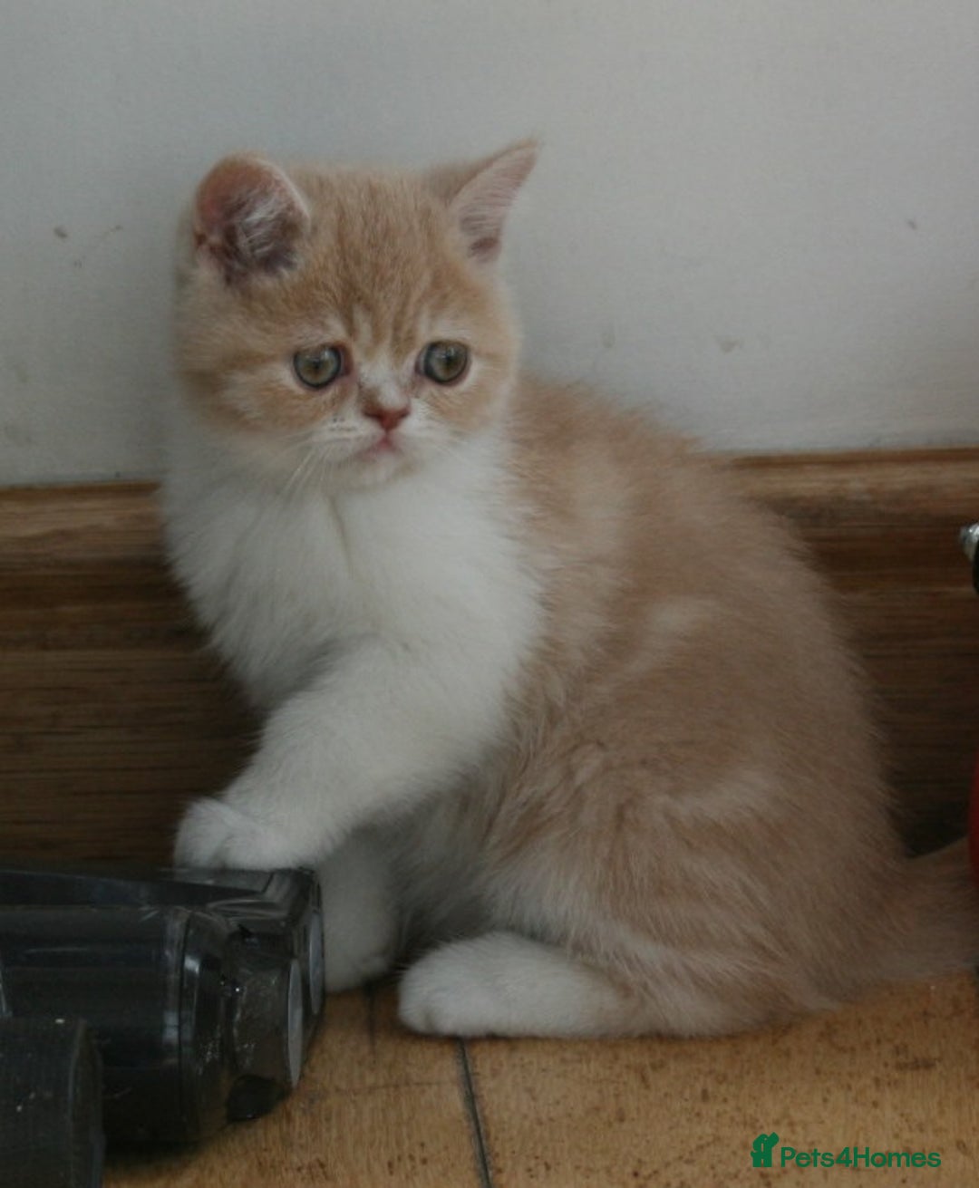 Exotic cats for sale: Exotic pedigree kittens  - Image 11
