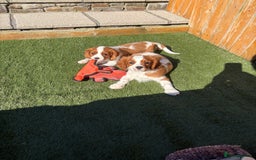 Cavalier King Charles Spaniel dogs for sale: DNA tested parents, Kc reg Cavalier pups - Image 9