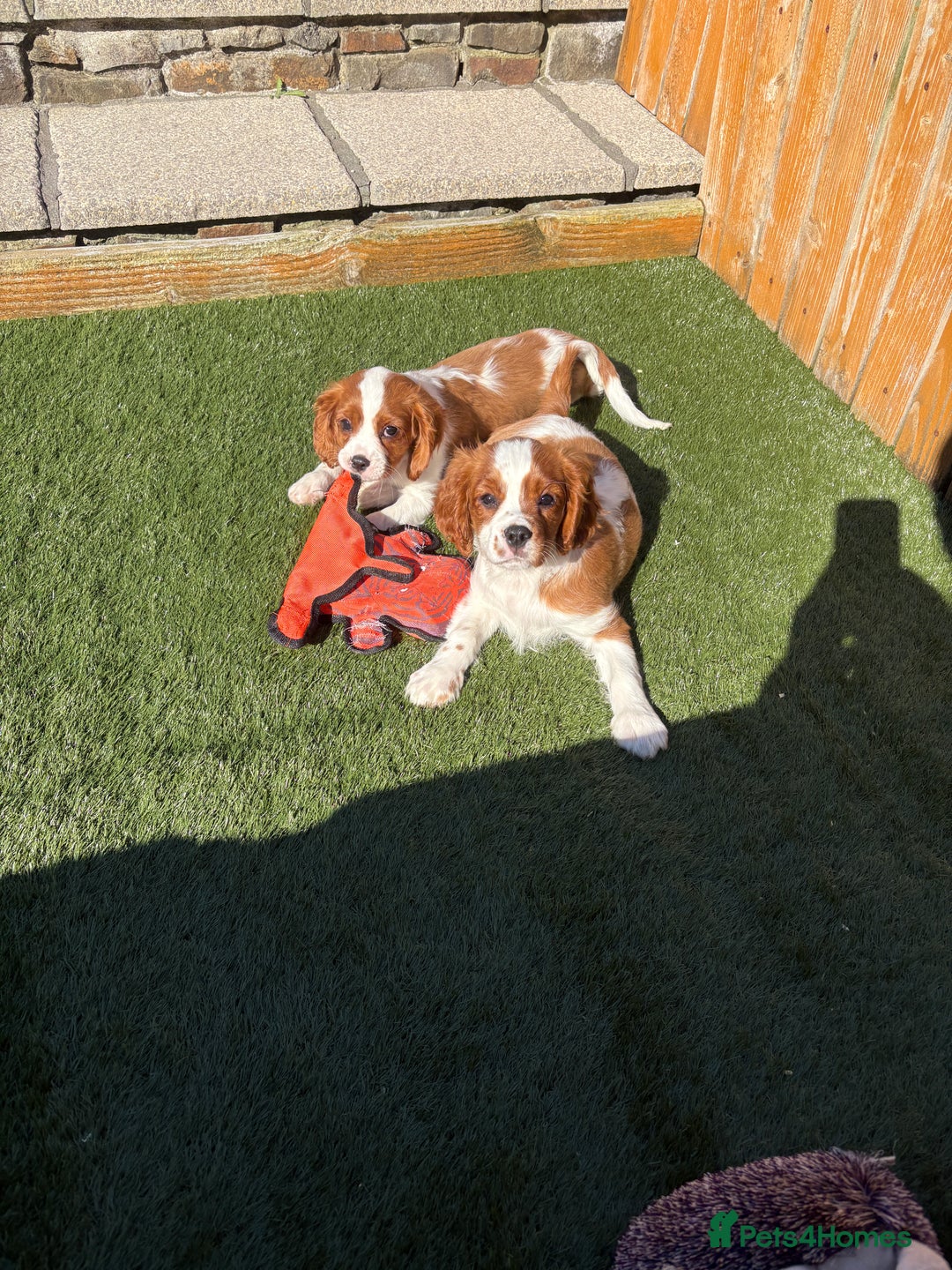 Cavalier King Charles Spaniel dogs for sale: DNA tested parents, Kc reg Cavalier pups - Image 9