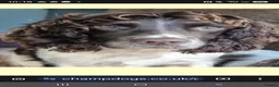 English Springer Spaniel dogs for stud: ENGLISH SPRINGER STUD - DNA HEALTH TESTED  - Advert 5