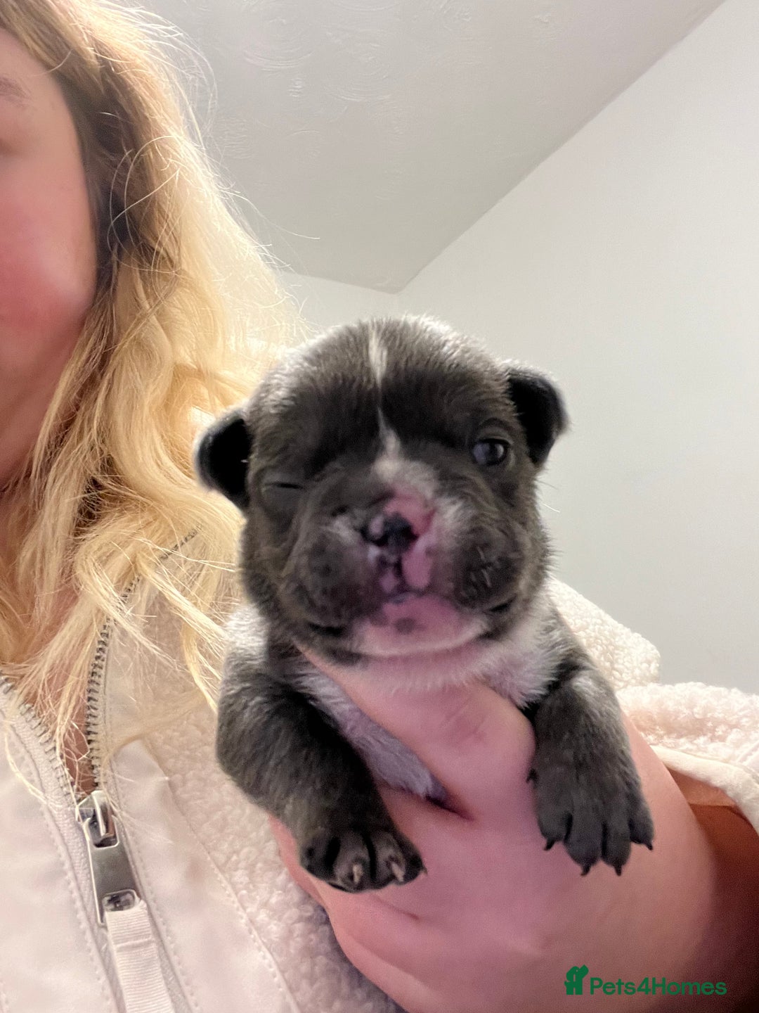 French Bulldog dogs for sale: French bulldog puppies - Advert 6