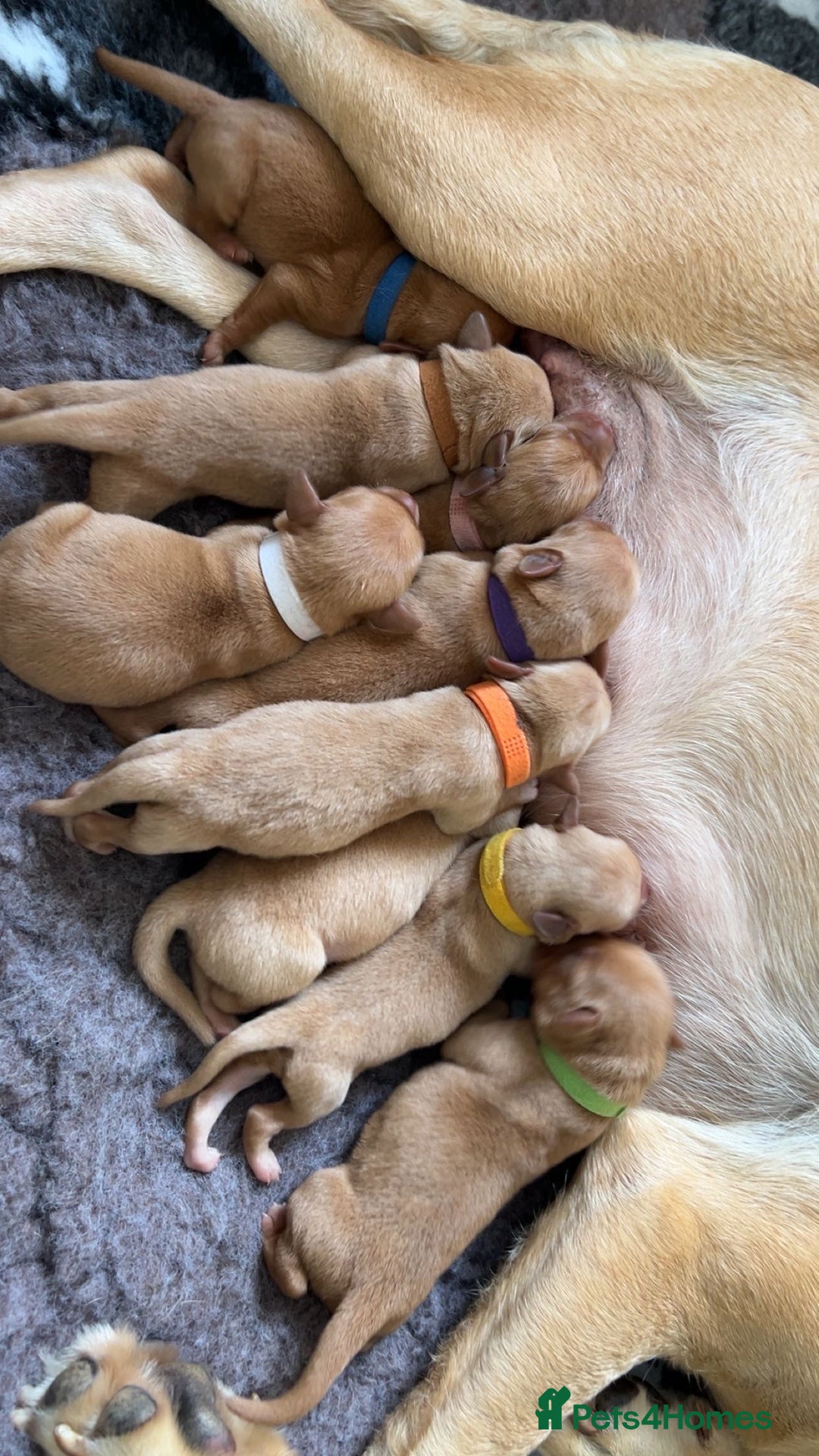 Labrador Retriever dogs for sale: Stunning Fox Red Labrador puppies  - Image 5