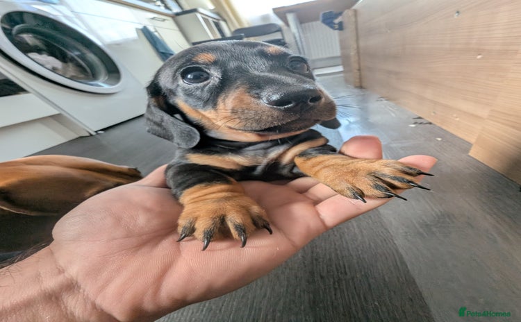 Dachshund dogs - Advert 2