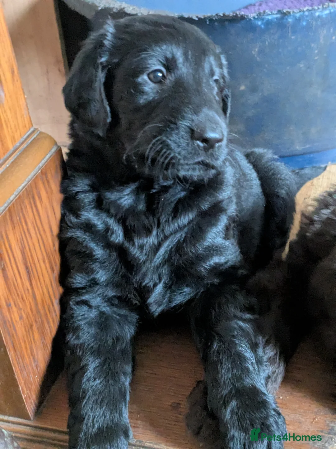 Flat coated Retriever dogs for sale: Flatcoated Retriever Puppies  - Advert 5