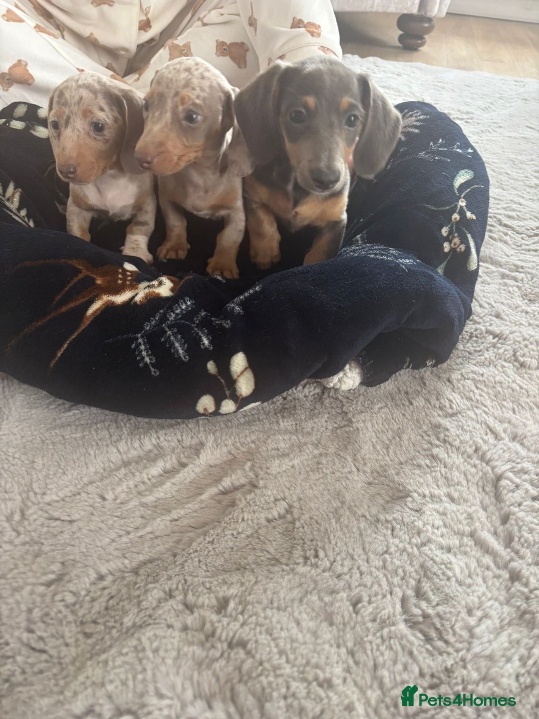Miniature Dachshund dogs for sale: Miniature issabella dapple dachshund pups  - Image 2
