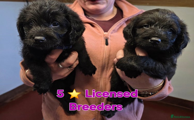 Labradoodle dogs - Advert 1