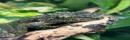 Frog reptiles for sale: Various Amphibians At Urban Exotics - Advert 2