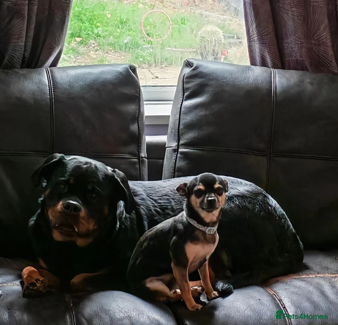 Chihuahua dogs for sale: Bruno the chihuahua  in Bedford - Advert 1