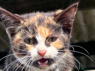 Mixed Breed cats for sale - Advert 1
