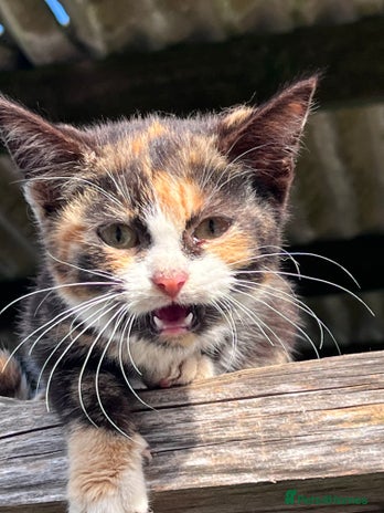 Mixed Breed cats - Advert 2