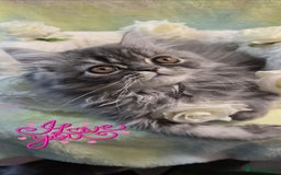 Persian cats for sale: 4 Persian Kittens - Image 4