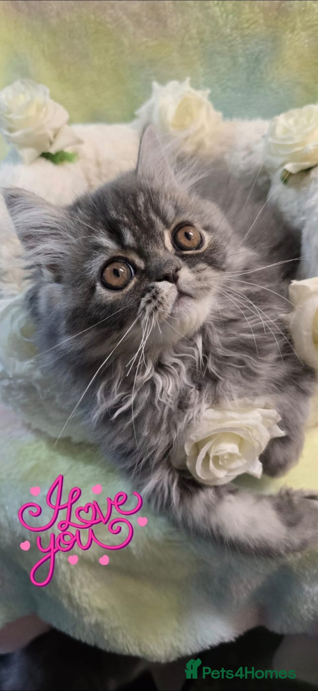 Persian cats for sale: 4 Persian Kittens - Image 4