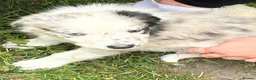 Border Collie dogs for sale: Gorgeous Border Collie puos - Advert 2