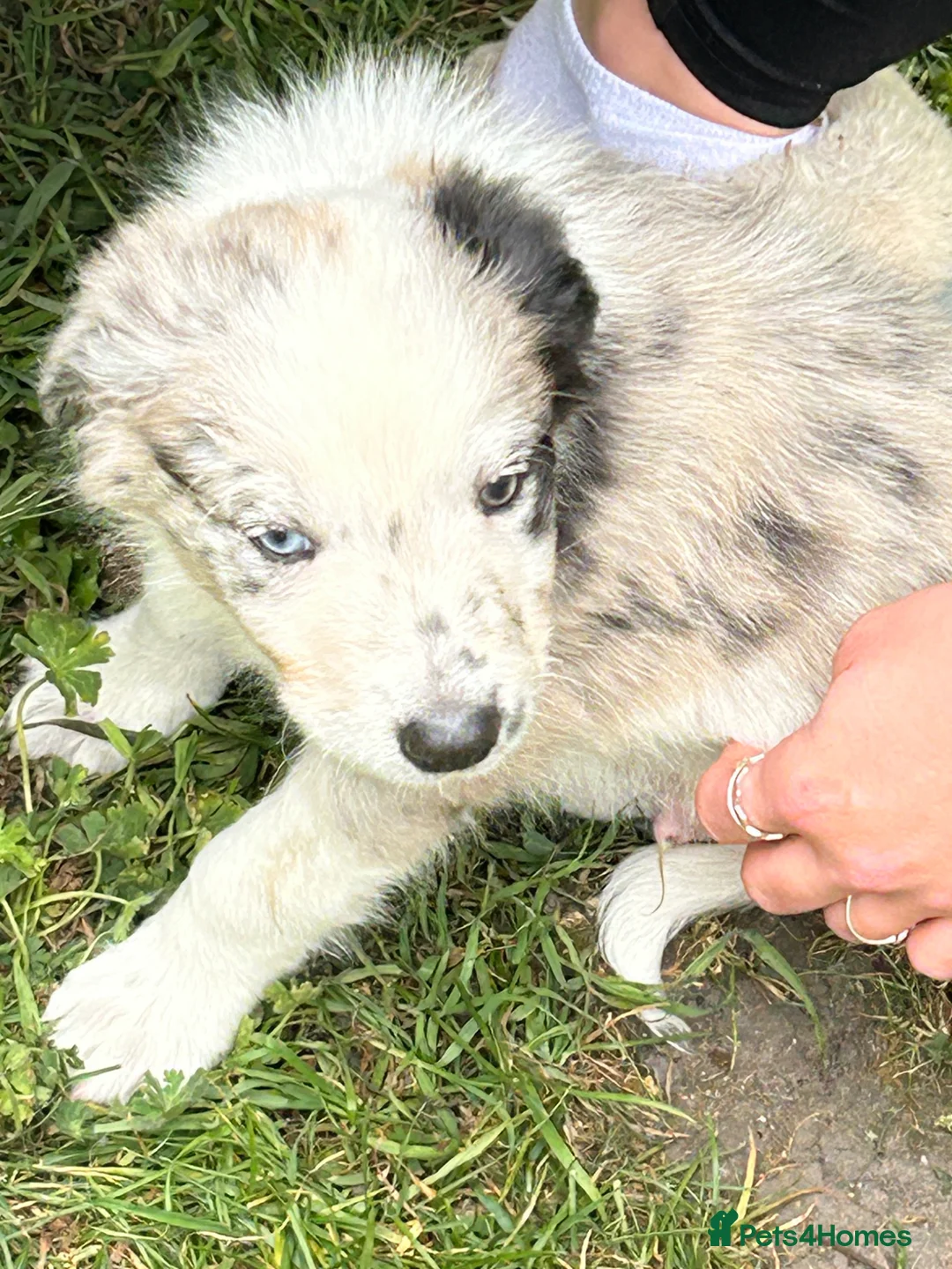 Border Collie dogs for sale: Gorgeous Border Collie puos - Advert 2