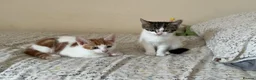 Mixed Breed cats for sale: 3 playful kittens ready for their new homes - Advert 5