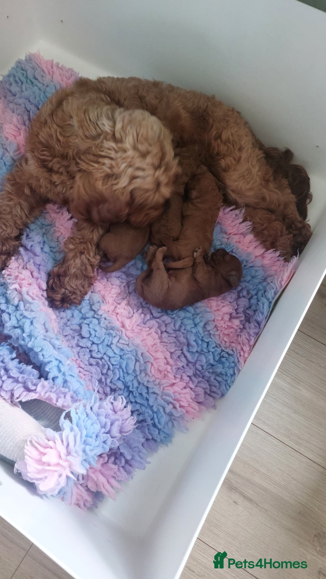 Cavapoo dogs for sale: F1b fiox red male puppy  - Image 3