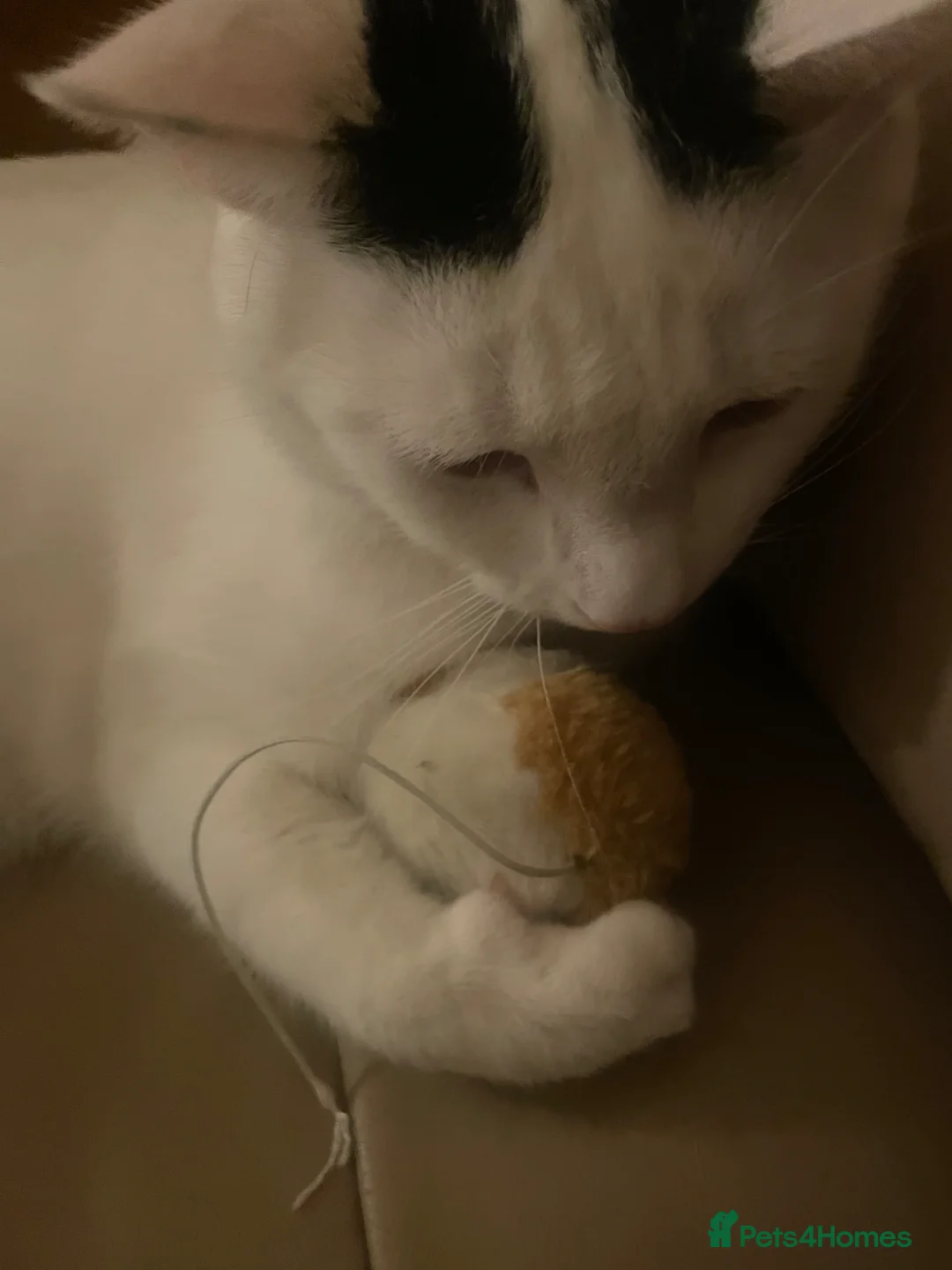 Mixed Breed cats for sale: Beautiful family cat - Milo  in Bicester - Advert 5