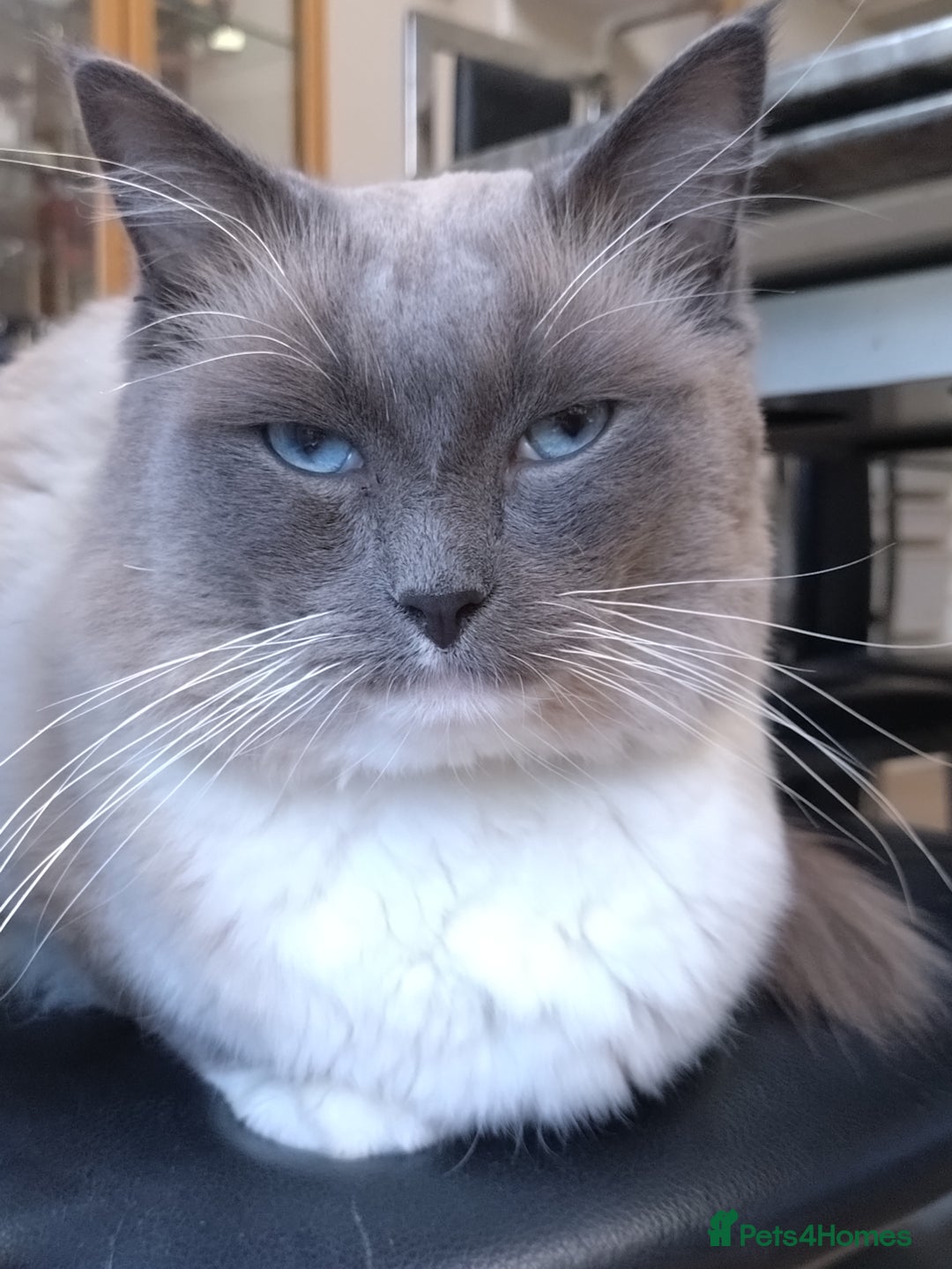 Ragdoll cats for sale: Blue point purebred ragdoll girl  - Image 25