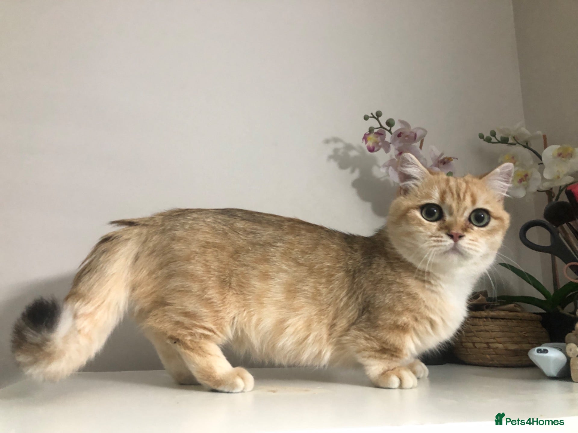 Munchkin cats Stunning Pedigree munchkin for sale - Advert 1