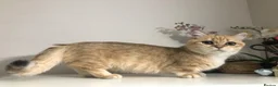 Munchkin cats for sale: Stunning Pedigree munchkin for sale - Advert 1