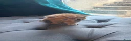 Mixed Breed cats for sale: ❤️Adorable Kittens Looking Parents ❤️ - Advert 6