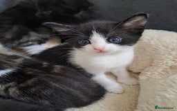 Bombay cats for sale: Kittens  - Image 4