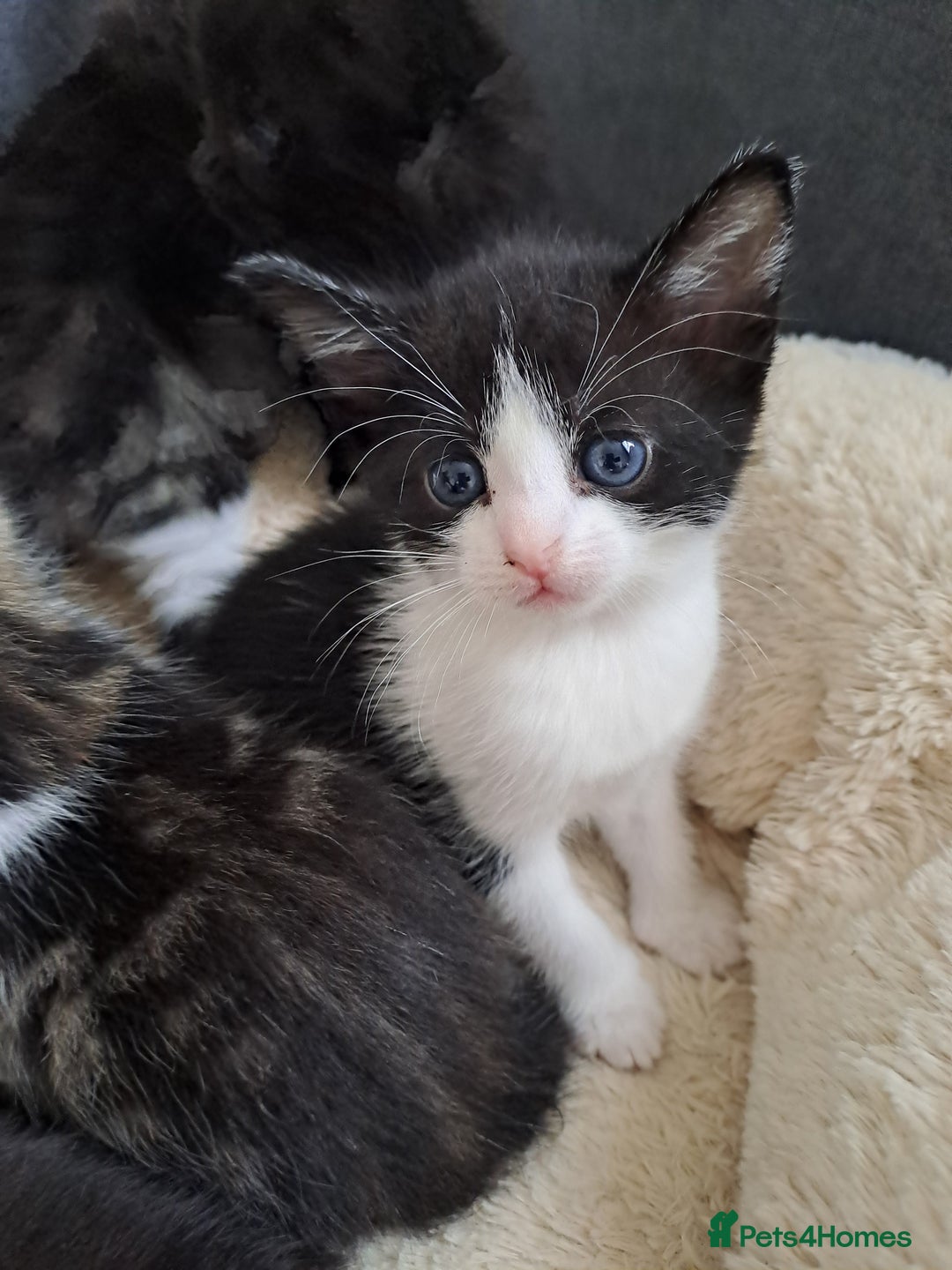 Bombay cats for sale: Kittens  - Image 4