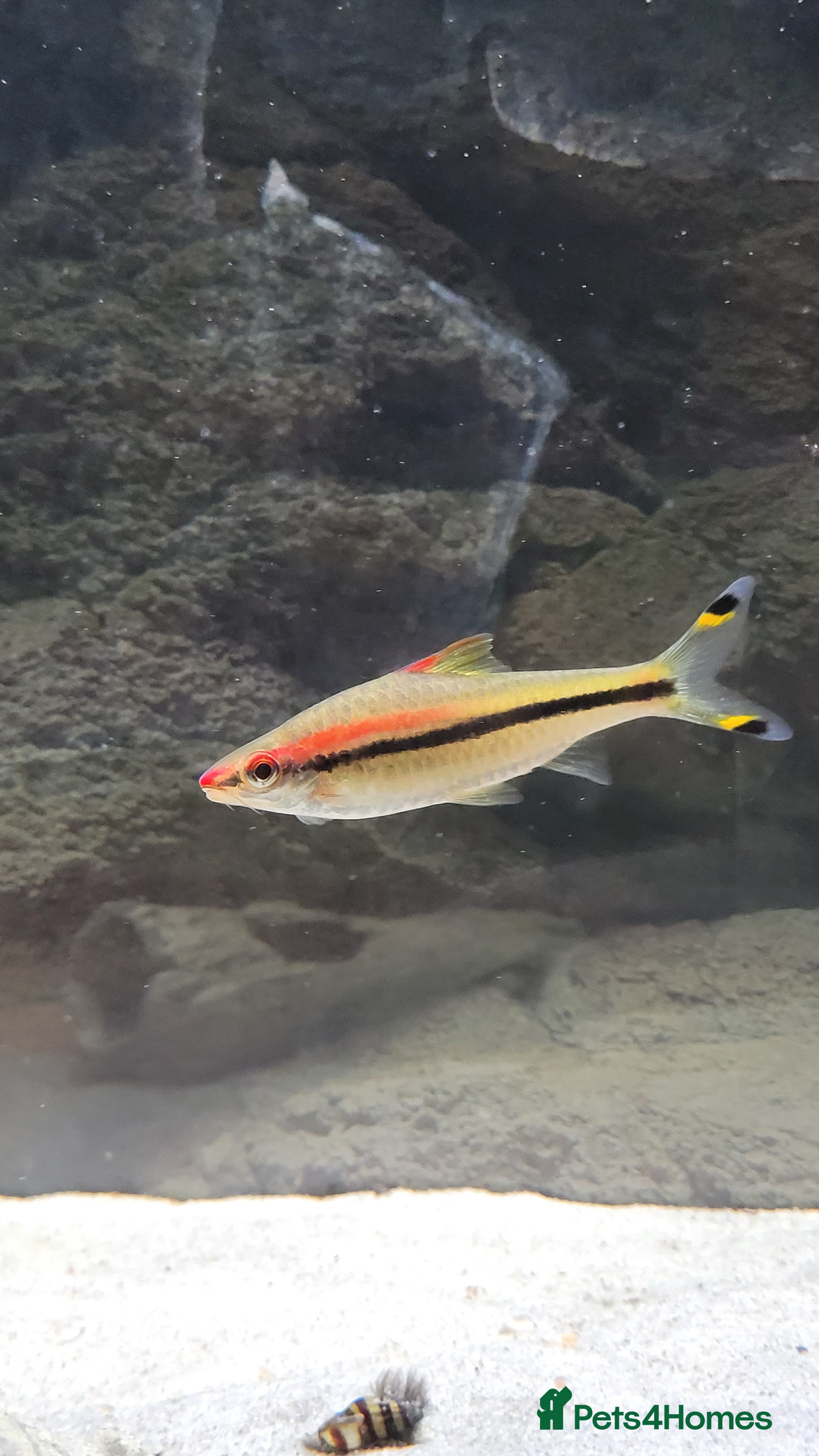 Barbs fish Dennison barb (Torpedo barb) - Advert 1