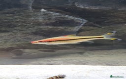 Barbs fish for sale: Dennison barb (Torpedo barb) - Image 1