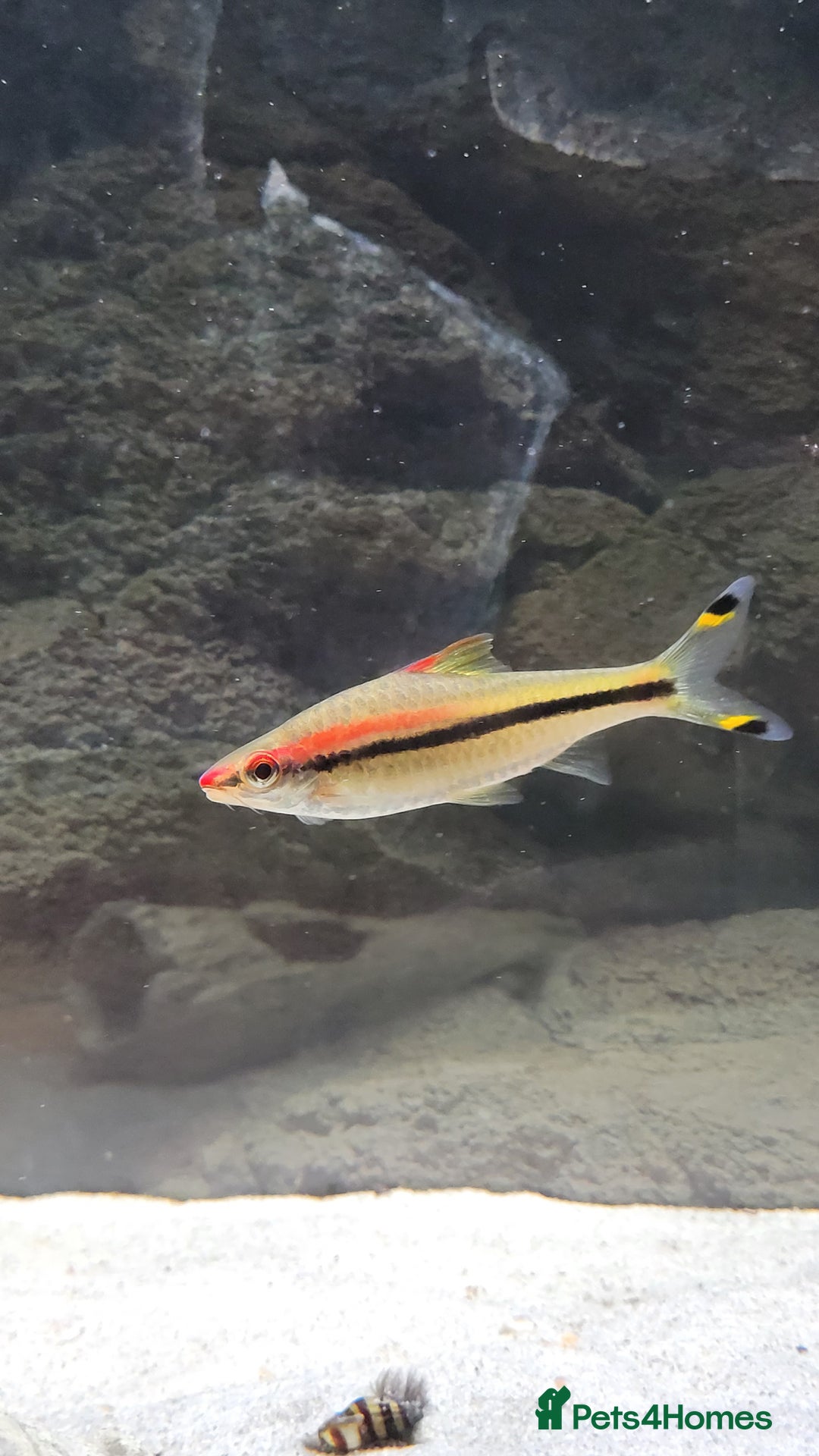 Barbs fish for sale: Dennison barb (Torpedo barb) - Image 1