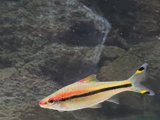 Barbs fish - Advert 1