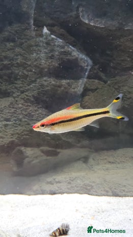 Barbs fish - Advert 6