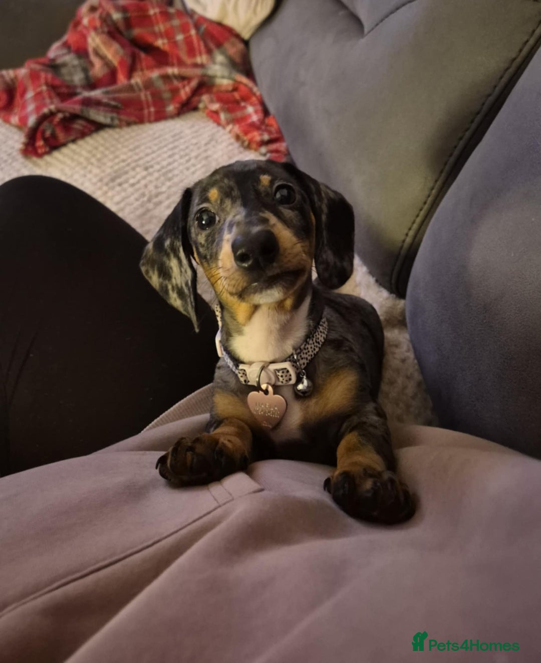 Dachshund dogs for sale: Dapple daschund - Advert 3