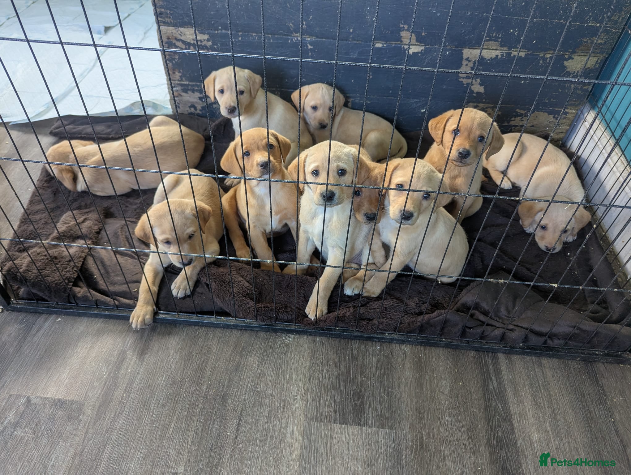 Labrador Retriever dogs  Last Yellow Male!Health checked and microchipped  - Advert 2