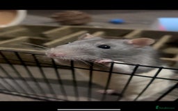 Rat rodents for sale: Brother rats - cuddly and cute - kid handled - Advert 4