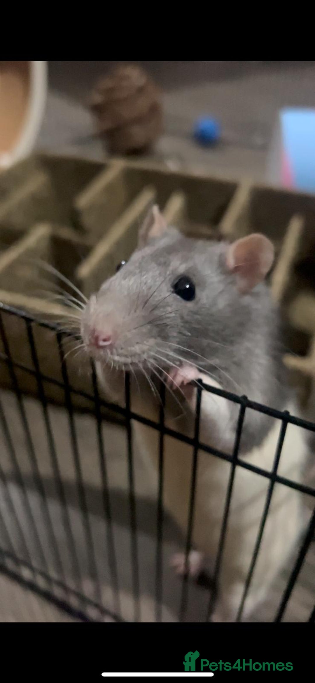 Rat rodents for sale: Brother rats - cuddly and cute - kid handled - Advert 4