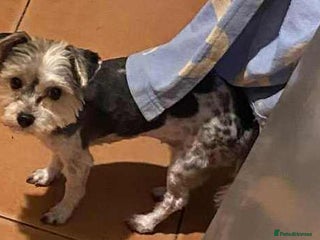 Yorkshire Terrier dogs Biewer yorkshire terrier for sale - Advert 8