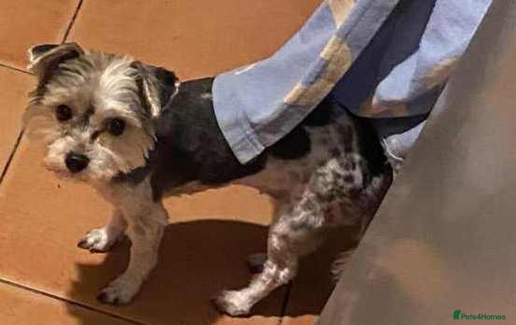 Yorkshire Terrier dogs Biewer yorkshire terrier for sale - Advert 1