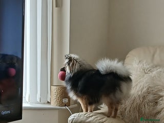 Pomeranian dogs Pomeranian kc registered - Advert 1