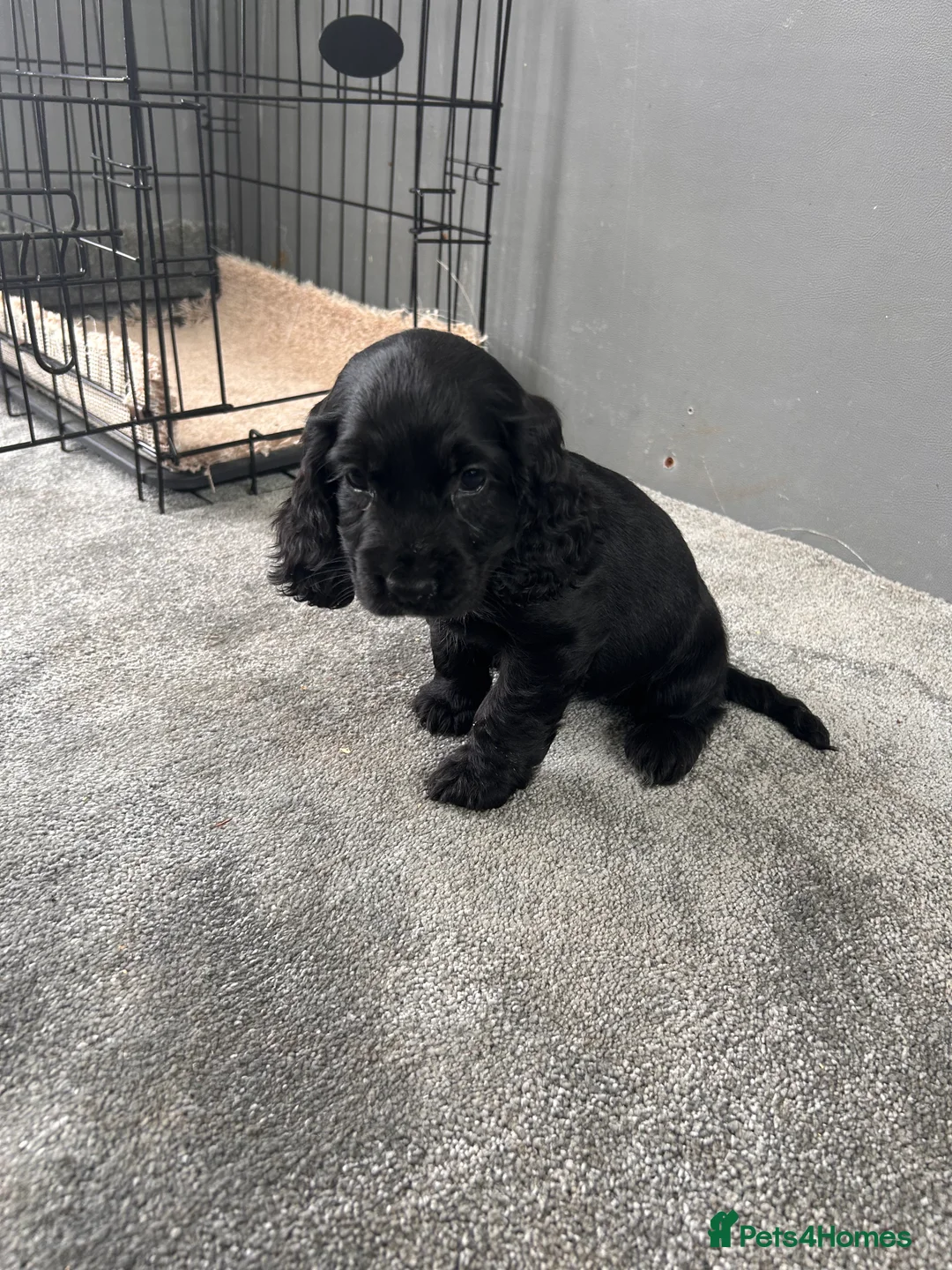Cocker Spaniel dogs for sale: Cocker spaniel puppies  in Manchester - Advert 19